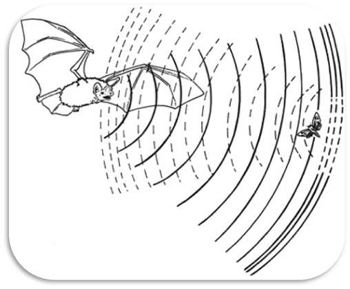 Fledermaus bemerkt Beute